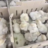 جوجه بوقلمون بیوتی ۶ و کریدر