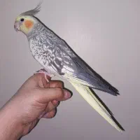 عروس هلندی