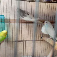 یک جفت مرغ عشق مولد با یک جفت فنچ