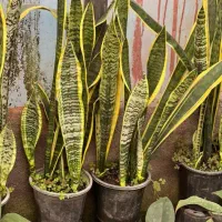 گل محمدی|آرایشی، بهداشتی، درمانی|بروجرد, |دیوار