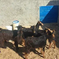 پنج عدد کهره|حیوانات مزرعه|آبپخش, |دیوار