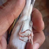 سهره ناخن سفید