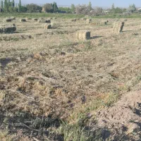 یونجه ۳۴۰ بسته