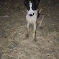 مبادله سگ نگهبان با سگ شکاری گراز