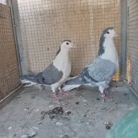 2جفت کبوتر بدرنگ بدون تیرسفید