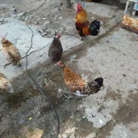 مرغ وخروس