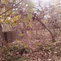 فروش زمین ویلایی درشهرحویق نزدیک به طرح ساحلی زمرد|فروش زمین و ملک کلنگی|حویق, |دیوار