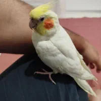 گل مصنوعی پرنده|گل مصنوعی|چهارباغ, |دیوار