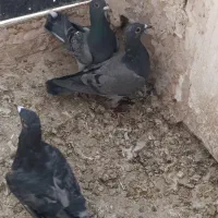 3عدد ماده پولکی ذات سار|پرنده|تربت‌حیدریه, آغوی|دیوار