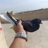 کفتر پرشی خال خوب