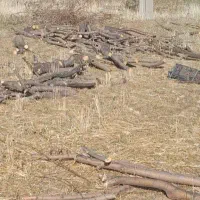 خریدار چوب|خدمات باغبانی و درختکاری|شیروان (لرستان), |دیوار