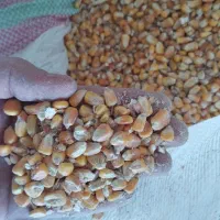 ذرت|عمدهفروشی|تربت جام, شاهد|دیوار