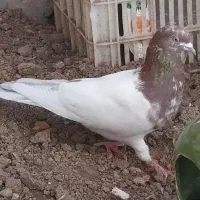 کبوتر پرشی|پرنده|قم, کلهری|دیوار