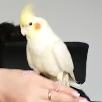 عروس هلندی گم شده