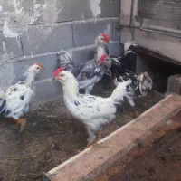 خروسمرغ فروشی گلین چهل تاج ریشو پردیس جاجرود|حیوانات مزرعه|جاجرود, |دیوار