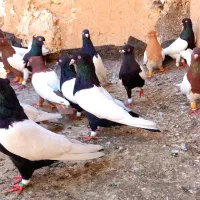 کفتر کله سینه وسینه سیاه زرد سرخ