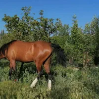 فروش اسب مادیان دره شور اصل|اسب و تجهیزات اسب‌سواری|شیراز, شهرک والفجر|دیوار