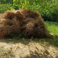 علوفه باغی خشک مخلوط