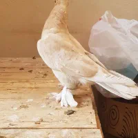 کبوترنر زرد دم سرور کاکلی چاقچول،نروماده کینگشاهی|پرنده|قم, باجک یک|دیوار