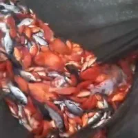 ماهی گلی عمده زیر قیمت