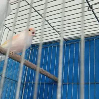 قناری نر 2عدد باهم