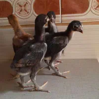 جوجه لاری با کیفیت بالا ۲۰ روزه اصیل تعداد محدود