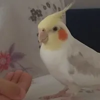 گمشده