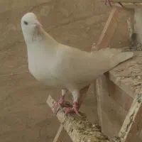 کبوتر ماده سفید، چشم سفید مهر