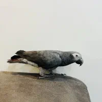 طوطی کاسکو|پرنده|ارومیه, |دیوار