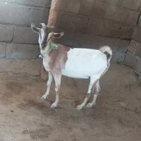 بز بربری آبستن|حیوانات مزرعه|بندرعباس, |دیوار