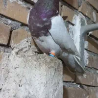 کفترکله سرخ