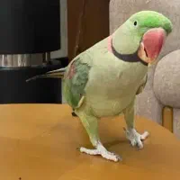 شهر پرندگان کاسکو گیرین سنگال راهب خورشیدی لوری