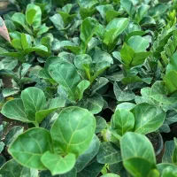 فروش انواع گلهای اپارتمانی|گل و گیاه طبیعی|سنندج, |دیوار