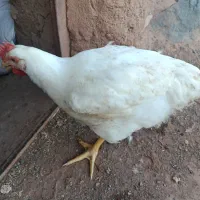 مرغ گوشتی چاق