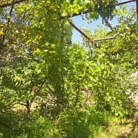 فروش۳۵مترزمین تجاری دراستادجعفری۵باغمیشه۵میلیارد