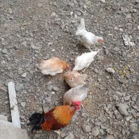 مرغ خروس چهل تاج نژاد گلین