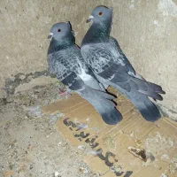 پلاکی مسافتی کاکلی