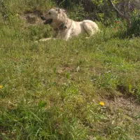 سگ گله ای