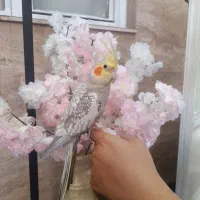 عروس هلندی دستی و اروم