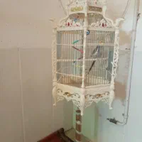 یک عروس خوش صدا و آواز خون|پرنده|میبد, |دیوار