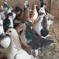 ۴۵تا پرشی رنگه