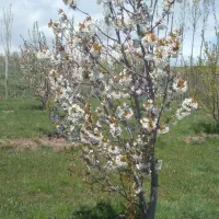 باغ‌۱۳۹۰متری‌دودران نمین