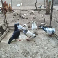 کبوتر|پرنده|اردبیل, |دیوار