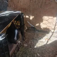 بچه خرگوش|موش و خرگوش|زاهدان, |دیوار