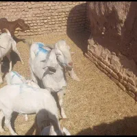 فروش۸ گوسفند بز|حیوانات مزرعه|کرمان, |دیوار