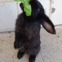 خرگوش لوپ|موش و خرگوش|مشهد, قائم|دیوار