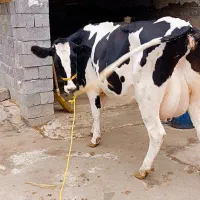 گاو و گوساله نر 30کیلو شیر