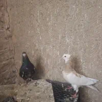 کبوتر