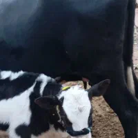 گاو همراه گوساله نر سیمینتال|حیوانات مزرعه|میانکوه, |دیوار