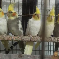 عروس هلندی